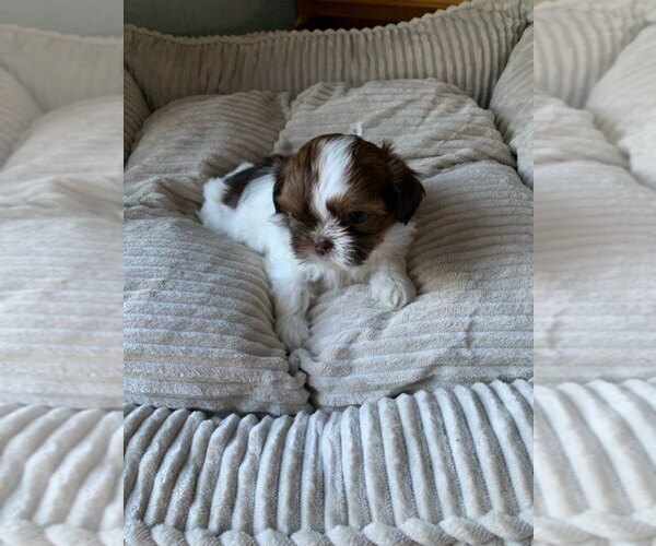 Medium Photo #1 Shih Tzu Puppy For Sale in BRISTOL, IN, USA