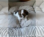 Puppy 2 Shih Tzu