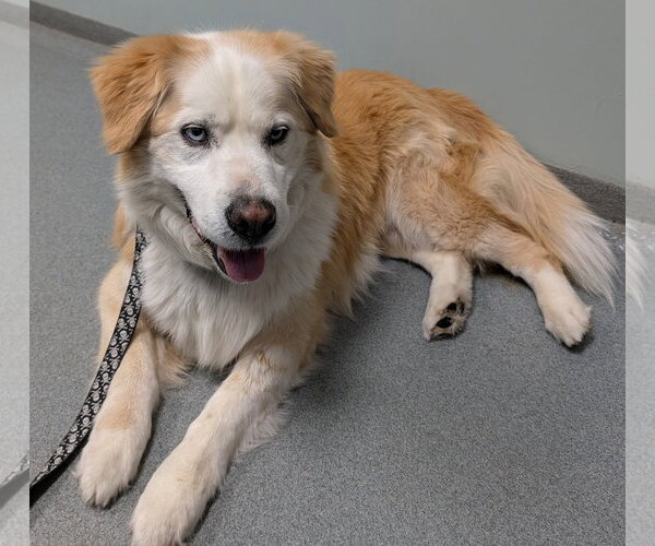 Medium Photo #3 Goberian Puppy For Sale in Murfreesboro, NC, USA