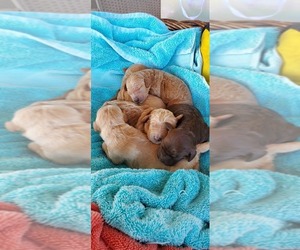 Labradoodle Puppy for sale in FRESNO, CA, USA