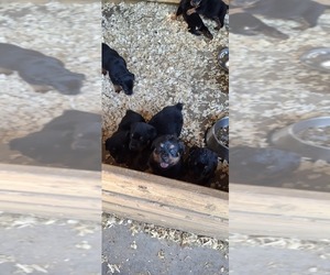 Rottweiler Puppy for sale in LAKELAND, FL, USA