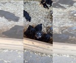 Image preview for Ad Listing. Nickname: Litter of 9