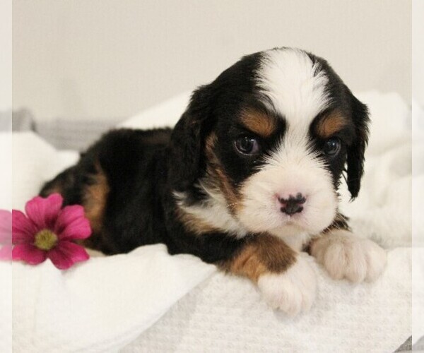 Medium Photo #8 Bernese Mountain Dog-Cavalier King Charles Spaniel Mix Puppy For Sale in COATESVILLE, PA, USA