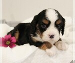Small #7 Bernese Mountain Dog-Cavalier King Charles Spaniel Mix