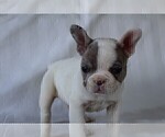 Small Photo #12 French Bulldog Puppy For Sale in ROCK STREAM, NY, USA