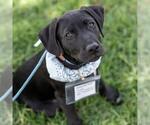Small #12 Labrador Retriever Mix
