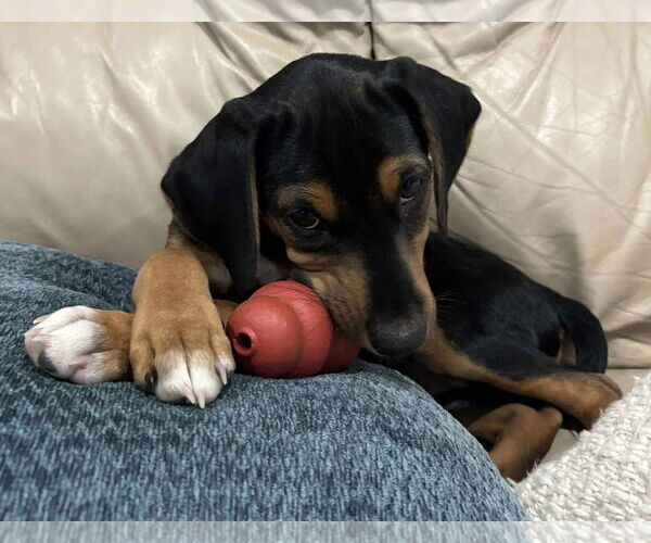 Medium Photo #2 Labrador Retriever-Unknown Mix Puppy For Sale in Alexander, AR, USA