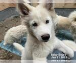 Small Photo #2 Samoyed-Siberian Husky Mix Puppy For Sale in ENCINO, CA, USA