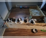 Small Photo #1 Saint Bernard Puppy For Sale in SOMERSET, PA, USA