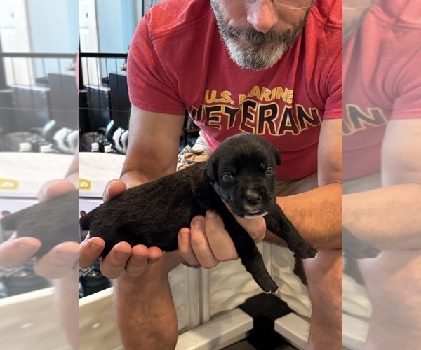 Medium Photo #61 Cane Corso Puppy For Sale in REEVESVILLE, SC, USA