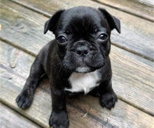 French Bulldog Puppy for sale in MUSCODA, WI, USA