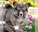 Puppy Emma fluffy Pembroke Welsh Corgi