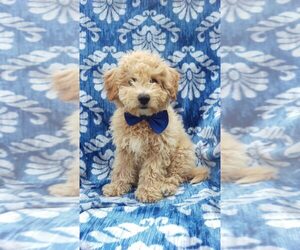 Bichpoo Puppy for sale in LANCASTER, PA, USA