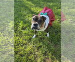Small #25 Boxer Mix