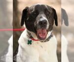 Small #17 Labrador Retriever Mix