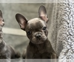 Small Photo #2 French Bulldog Puppy For Sale in SEAFORD, DE, USA