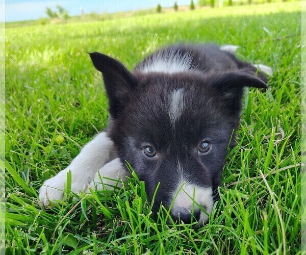 Medium Photo #165 Border Collie Puppy For Sale in NORBORNE, MO, USA