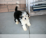Puppy Buttercup Bernedoodle (Miniature)