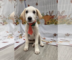 Labbe Dogs for adoption in Attalka, AL, USA
