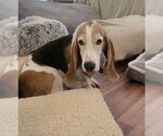 Small #2 Basset Hound