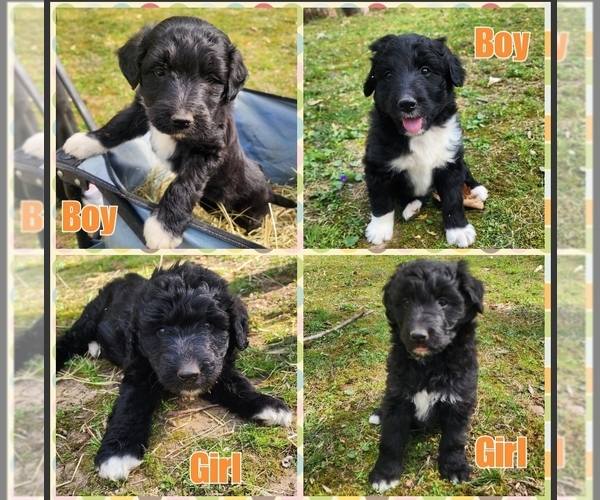 Medium Photo #1 Aussiedoodle Puppy For Sale in WINSTON SALEM, NC, USA