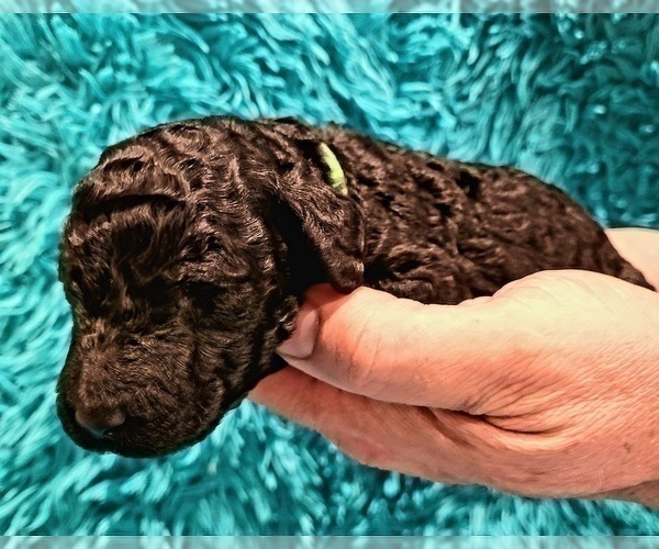Medium Photo #2 Poodle (Standard) Puppy For Sale in MIAMI, FL, USA