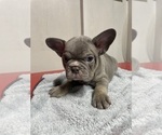 Small Photo #1 French Bulldog Puppy For Sale in SANTA PAULA, CA, USA
