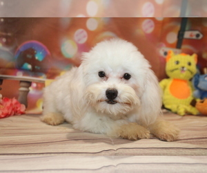 Maltipoo Puppy for Sale in JACKSONVILLE, Florida USA