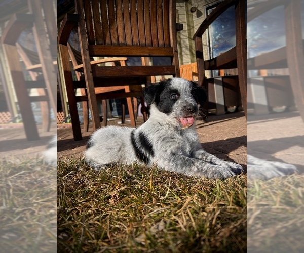Medium Photo #6 Border-Aussie Puppy For Sale in GYPSUM, CO, USA