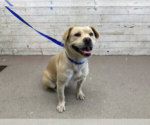Mutt Dogs for adoption in San Bernardino, CA, USA