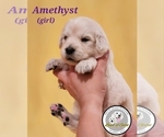 Puppy Amethyst English Cream Golden Retriever