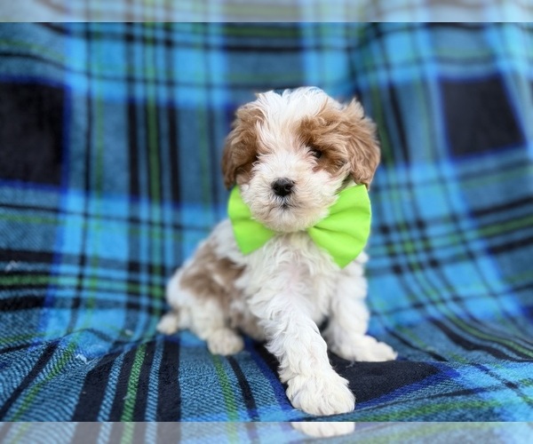 Medium Photo #4 Cavapoo (Miniature) Puppy For Sale in LAKELAND, FL, USA