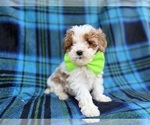 Small #3 Cavapoo (Miniature)