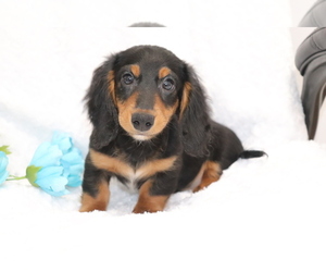 Dachshund Puppy for sale in SHILOH, OH, USA