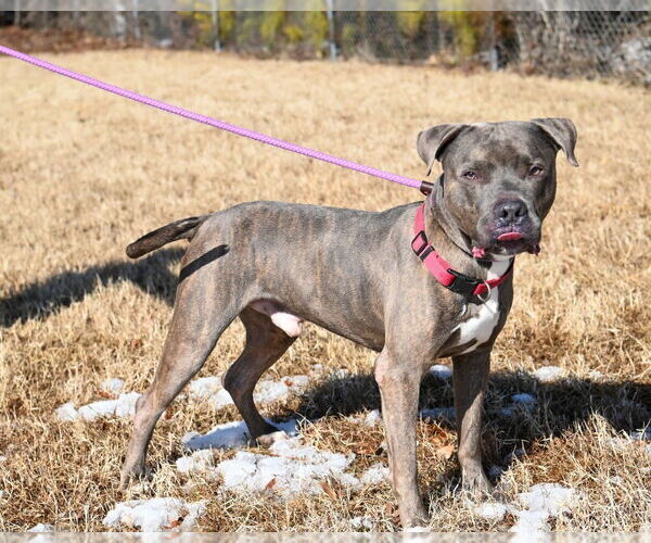 Medium Photo #8 Mutt Puppy For Sale in Glen Allen, VA, USA