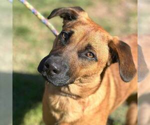 Black Mouth Cur-Unknown Mix Dogs for adoption in Martinsburg, WV, USA
