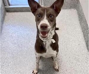 Labrador Retriever-Unknown Mix Dogs for adoption in Houston, TX, USA