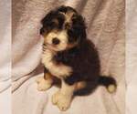 Small Photo #8 Miniature Bernedoodle Puppy For Sale in O FALLON, MO, USA