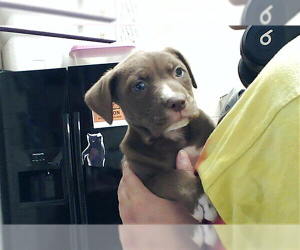 Medium Photo #1 Mutt Puppy For Sale in Fayetteville, NC, USA