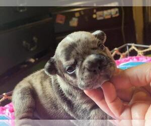 French Bulldog Puppy for sale in BOSTON, MA, USA