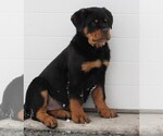 Small Photo #1 Rottweiler Puppy For Sale in OWEN, WI, USA