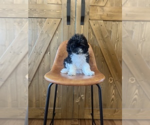 Aussiedoodle Miniature  Puppy for Sale in CENTRALIA, Illinois USA