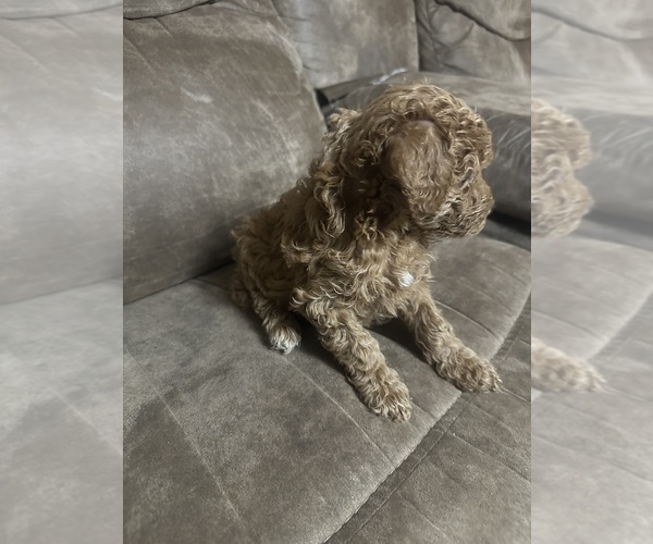Medium Photo #5 Poodle (Miniature) Puppy For Sale in AKELEY, MN, USA
