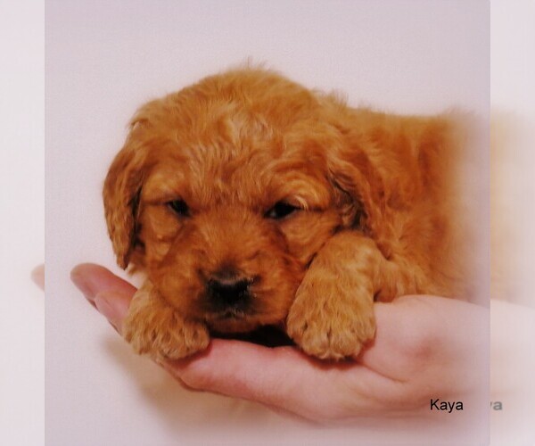 Medium Photo #1 Goldendoodle-Poodle (Miniature) Mix Puppy For Sale in YODER, KS, USA