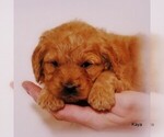 Small Photo #1 Goldendoodle-Poodle (Miniature) Mix Puppy For Sale in YODER, KS, USA