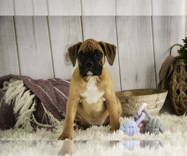 Medium Photo #3 Boxer Puppy For Sale in SHIPSHEWANA, IN, USA