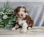 Small #1 Miniature Labradoodle