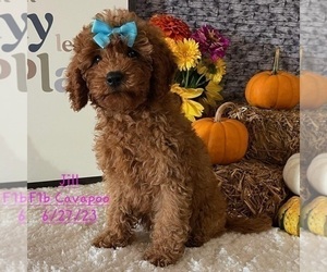 Cavapoo Puppy for Sale in TOPEKA, Indiana USA