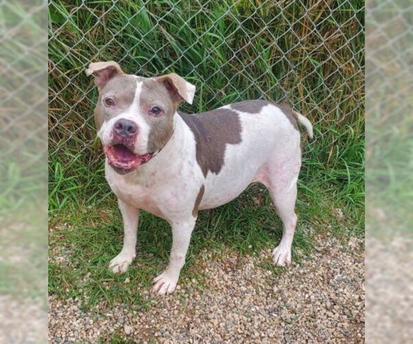 Medium Photo #2 American Pit Bull Terrier Puppy For Sale in Lake City, MI, USA