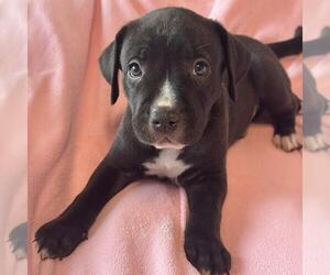Justice Pup - Warrant - Male Labrador Retriever-Unknown Mix Dog for Adoption - Photo #3